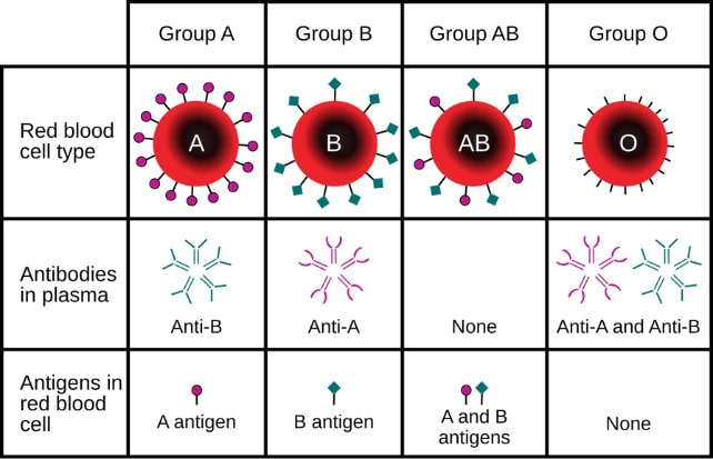 Gwada Negative New Blood Group Discovered In France In Rare Genetic Find 