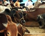 How Many Animals Were Sacrificed On Eid Ul Azha 2025 In Pakistan