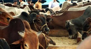 How Many Animals Were Sacrificed On Eid Ul Azha 2025 In Pakistan