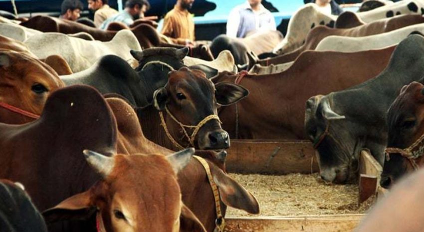 How Many Animals Were Sacrificed On Eid Ul Azha 2025 In Pakistan