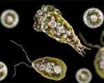 Karachi Reports Second Naegleria Death Of 2025