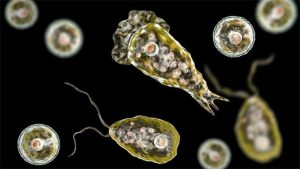 Karachi Reports Second Naegleria Death Of 2025
