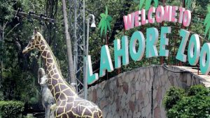 Lhc Halts Transfer Of Endangered Brazilian Monkeys To Lahore Zoo