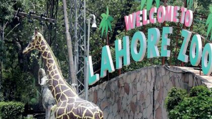 Lhc Halts Transfer Of Endangered Brazilian Monkeys To Lahore Zoo