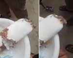 Lizard Found In Ice Cream Of 7 Year Old Boy