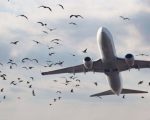 Bird Strike Forces Lahore Skardu Flight To Return Mid Air