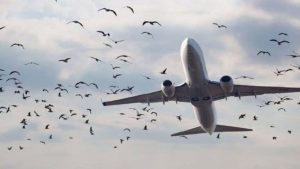 Bird Strike Forces Lahore Skardu Flight To Return Mid Air