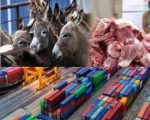 Chinese Companies Seek Licenses To Start Donkey Meat Exports From Pakistan