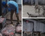 Donkey Meat Fear Grips Punjab As More Farms Raided