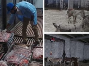 Donkey Meat Fear Grips Punjab As More Farms Raided