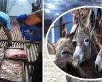Donkey Meat Found In Kps Battagram Days After Shocking Raid In Islamabad