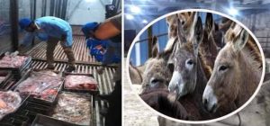 Donkey Meat Found In Kps Battagram Days After Shocking Raid In Islamabad