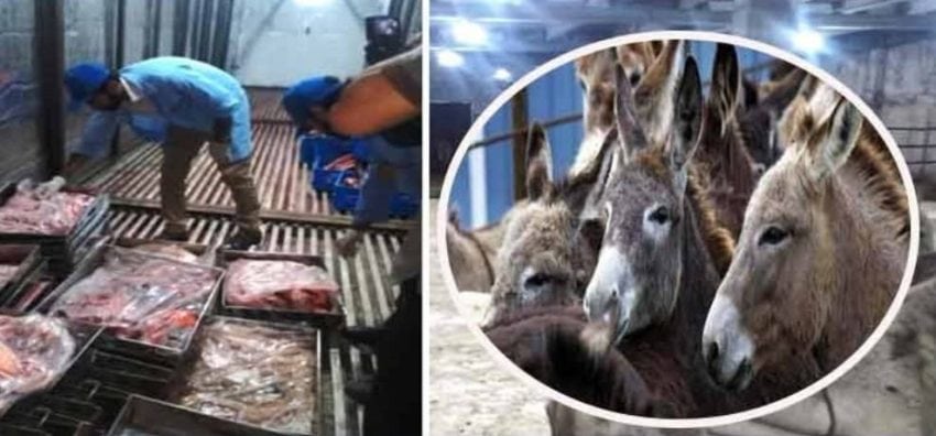 Donkey Meat Found In Kps Battagram Days After Shocking Raid In Islamabad
