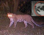 Leopard Kills Azad Kashmirs Minor Girl After Dragging Her Away In Front Of Family