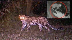 Leopard Kills Azad Kashmirs Minor Girl After Dragging Her Away In Front Of Family