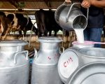 Pakistan Becomes Worlds 5th Largest Milk Producer