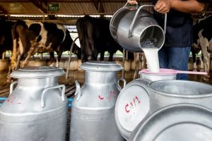 Pakistan Becomes Worlds 5th Largest Milk Producer