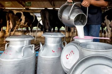 Pakistan Becomes Worlds 5th Largest Milk Producer