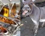 Pakistani Doctor Reveals How To Spot Donkey Meat Instantly Know Difference Here