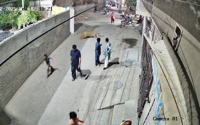 Two children in critical condition as 3 mauled by pet lion near Lahore’s Johar Town