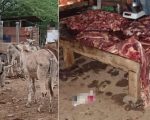 Watch Your Plate Donkey Meat Supply Chain Busted In Islamabad Raid