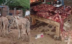 Watch Your Plate Donkey Meat Supply Chain Busted In Islamabad Raid