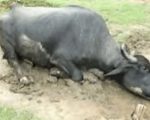 Farmer Breaks Buffalo Legs For Entering His Field In Pir Mahal