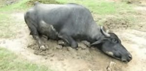 Farmer Breaks Buffalo Legs For Entering His Field In Pir Mahal