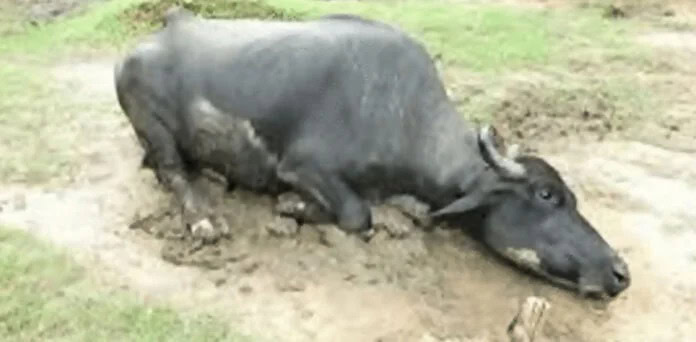Farmer Breaks Buffalo Legs For Entering His Field In Pir Mahal