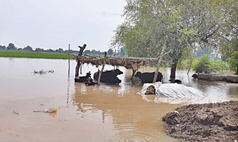 Indias Water Release Into Pakistan Causes Flood Chaos In Kasur Villages 