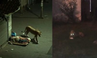Lion Injures Man After Breaking Free From Zoo In Rawalpindis Pwd Area