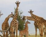 South African Giraffes Set To Join Lahore Zoo Safari Park This Month