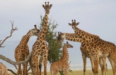 South African Giraffes Set To Join Lahore Zoo Safari Park This Month