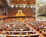 Uninvited Guest In Senate Of Pakistan As Mouse Disrupts Proceedings