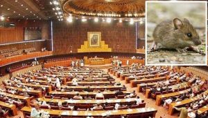 Uninvited Guest In Senate Of Pakistan As Mouse Disrupts Proceedings