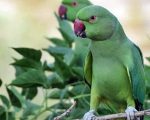 Parrot Owners In Punjab Now Required To Pay Rs1000 Registration Fee