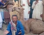 Shock And Outrage As Camel Badly Beaten By Influential Landlord In Sukkur