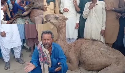 Shock And Outrage As Camel Badly Beaten By Influential Landlord In Sukkur