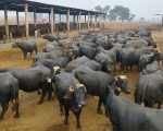 Two Legs Of Pregnant Buffalo Axed By Unknown Suspects In Gujrat
