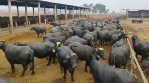 Two Legs Of Pregnant Buffalo Axed By Unknown Suspects In Gujrat