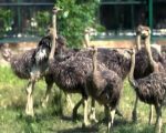 Lahore Safari Zoo Achieves First Ever Successful Ostrich Breeding Using Modern Incubators