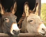 Pakistan Lifts Ban On Donkey Hide Exports After 10 Years