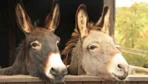 Pakistan Lifts Ban On Donkey Hide Exports After 10 Years