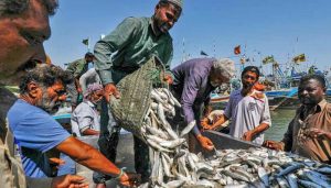 Pakistans Seafood Exports To China Surge To 153m In First Nine Months Of 2025
