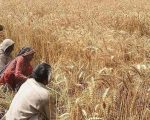 Pm Approves Wheat Policy 2025 26 Sets Purchase Price At Rs3500 Per Maund