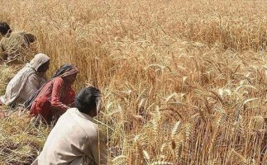 Pm Approves Wheat Policy 2025 26 Sets Purchase Price At Rs3500 Per Maund