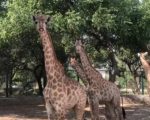 Giraffes Set To Join Lahore Safari Park For First Time