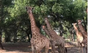 Giraffes Set To Join Lahore Safari Park For First Time