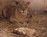 Karachi Zoo Celebrates Joyful Arrival Of Three Healthy Lion Cubs