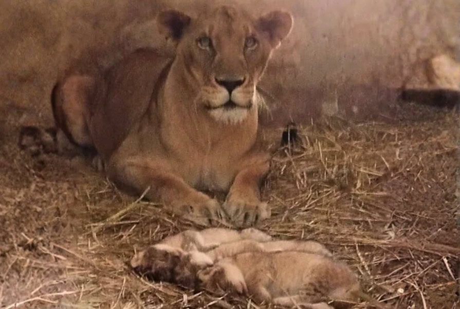 Karachi Zoo celebrates joyful arrival of three healthy lion cubs